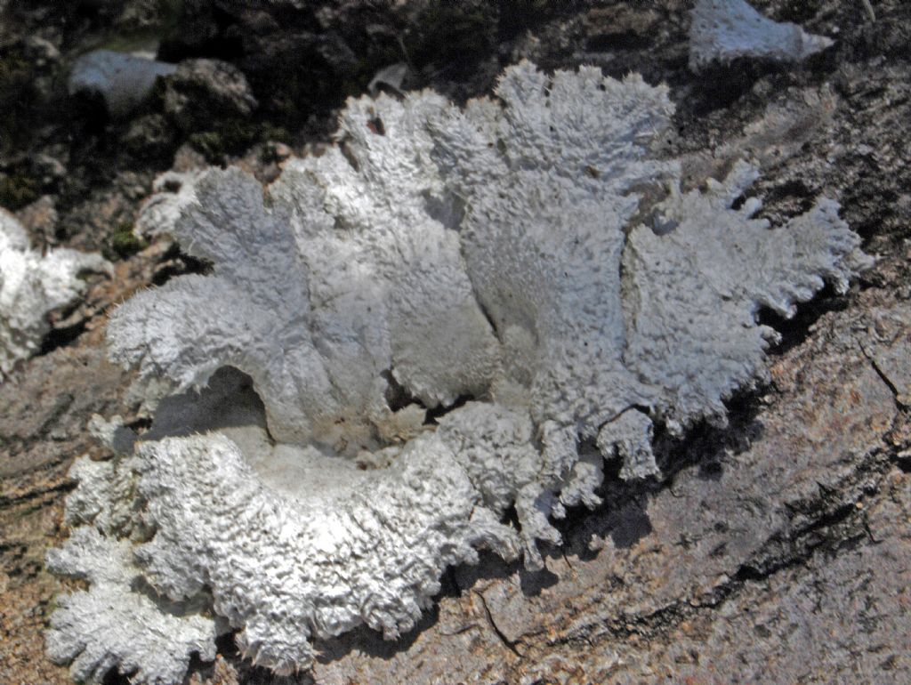 Dei funghi biancastri da identificare
